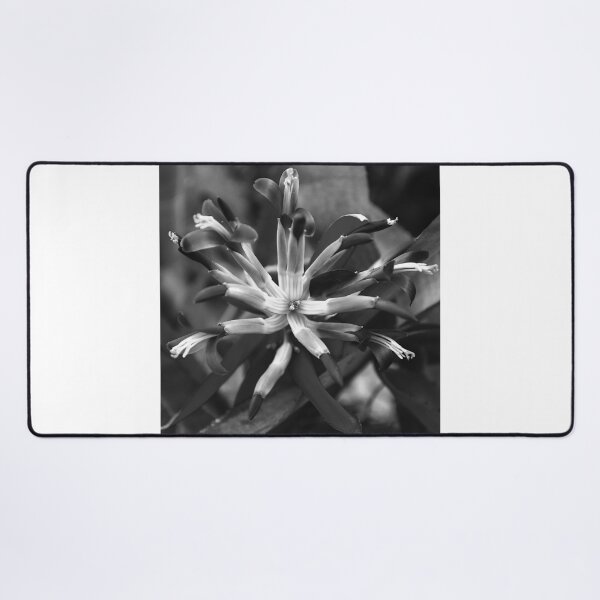 Artikelvorschau, Tränen der Königin Blume im Quadrat schwarz und weiß entworfen und verkauft von MercerImages.