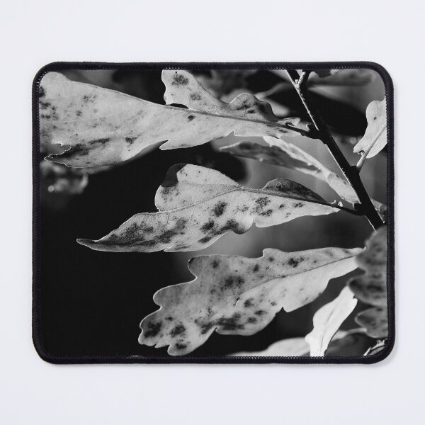 Item preview, The fall of Pedunculate oak 3 bw designed and sold by Jouko Lehto Photography.