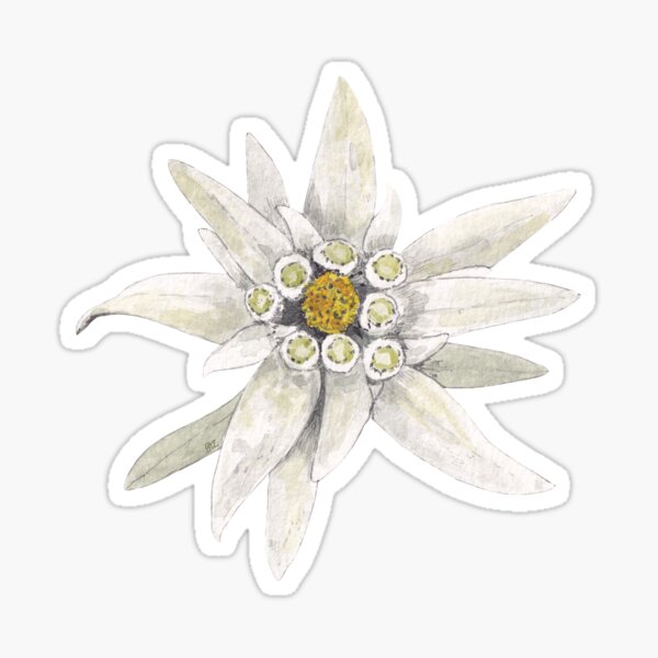 Item preview, EDELWEISS-Leontopodium alpinum 2 designed and sold by BEATRIZ ABAITUA.