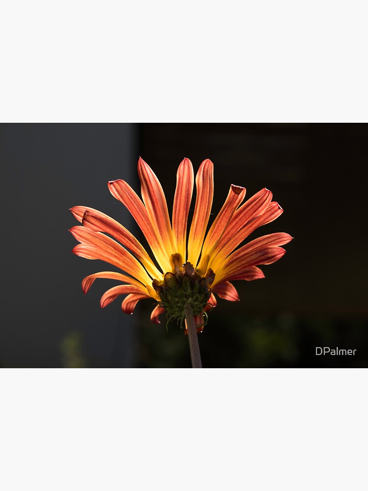 "Daisy flower reverse side." Sticker for Sale by DPalmer Redbubble