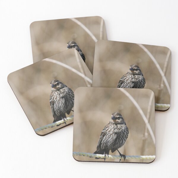 Item preview, Female Red Winged Blackbird designed and sold by Alyce Taylor.