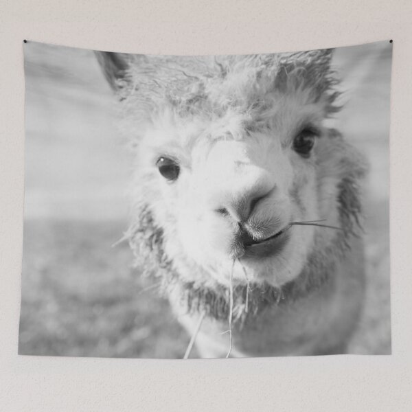 Item preview, Cute Alpaka bw #1 #animal #nature designed and sold by Anita's & Bella's Art.