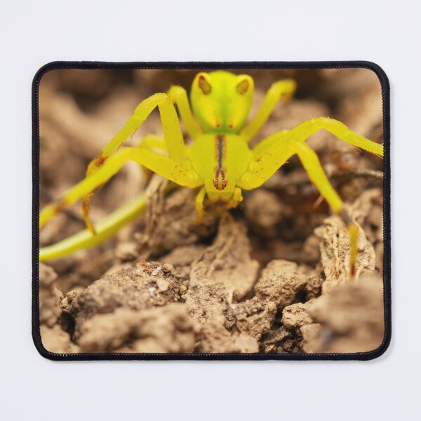 Item preview, Red-tipped Crab Spider designed and sold by robdwildlife.