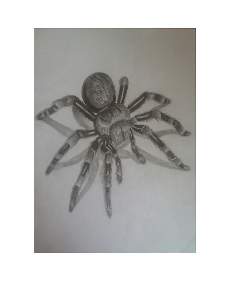 Watch Kids Freak Out at 3D Spider Drawing  Anamorphic 3D Illusion  video  Dailymotion