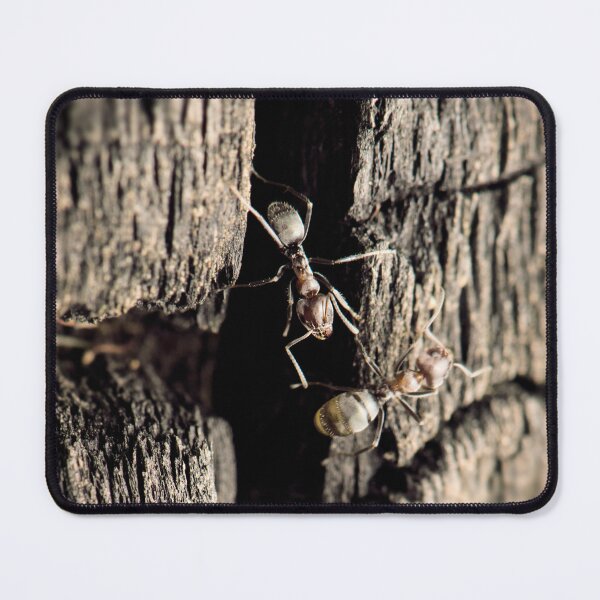 Item preview, Brown Tyrant Ant designed and sold by robdanimalphotography.