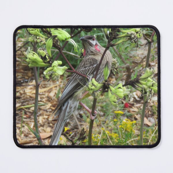 Item preview, Red Wattlebird in Black Kangaroo Paw designed and sold by diflyhi.