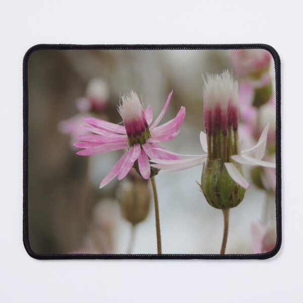 Item preview, Pink Everlasting designed and sold by diflyhi.