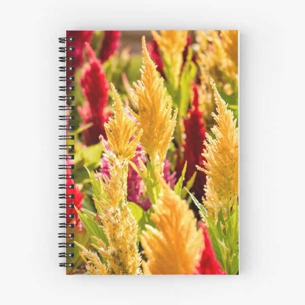 Item preview, Celosia argentea designed and sold by troianifabrizio.