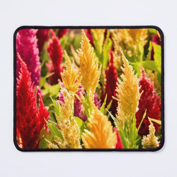 Item preview, Celosia argentea designed and sold by troianifabrizio.