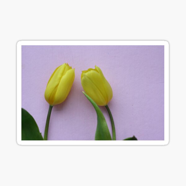 Yellow tulips Sticker