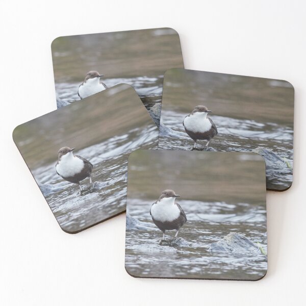 Item preview, Life in a stream. White-throated dipper designed and sold by Jouko Lehto Photography.