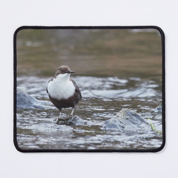 Item preview, Life in a stream. White-throated dipper designed and sold by Jouko Lehto Photography.