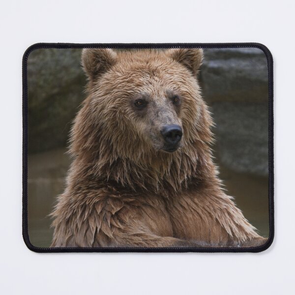 Item preview, Grizzly Bear canvas,Grizzly Bear,animal, animals,Grizzly Bear wall art,Grizzly Bear artwork,Grizzly Bears,wild,Grizzly Bear art,Grizzly Bear painting designed and sold by eyesight4vision.
