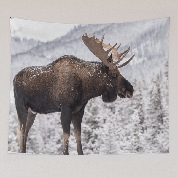Item preview, Panoramic, Moose canvas, Moose, animal, animals, Moose wall art, Moose artwork, wild, Moose art, Moose painting designed and sold by eyesight4vision.