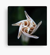 Budding Angel Canvas Print