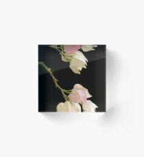 Chinese Lantern Flower Acrylic Block