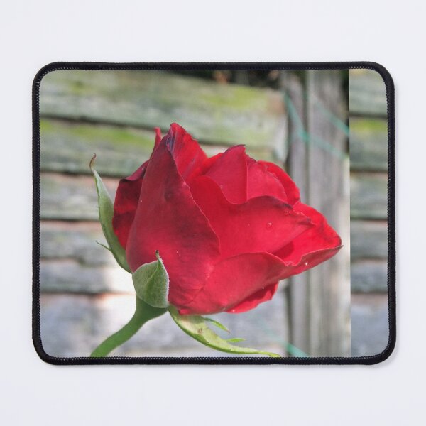 Item preview, Red Rose designed and sold by pinkal.