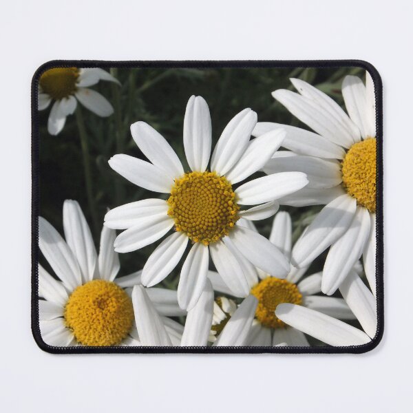 Item preview, Shasta Daisy designed and sold by pinkal.