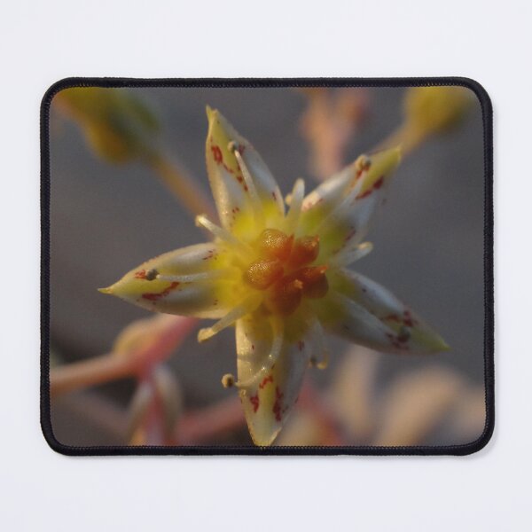 Item preview, Star Flower designed and sold by HenryLt4.