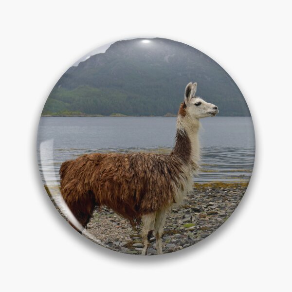 Item preview, Llama on a Scottish loch beach designed and sold by Random Railways.