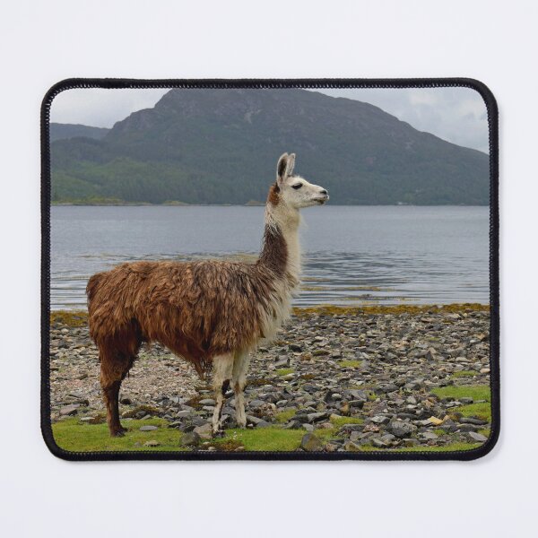 Item preview, Llama on a Scottish loch beach designed and sold by Random Railways.