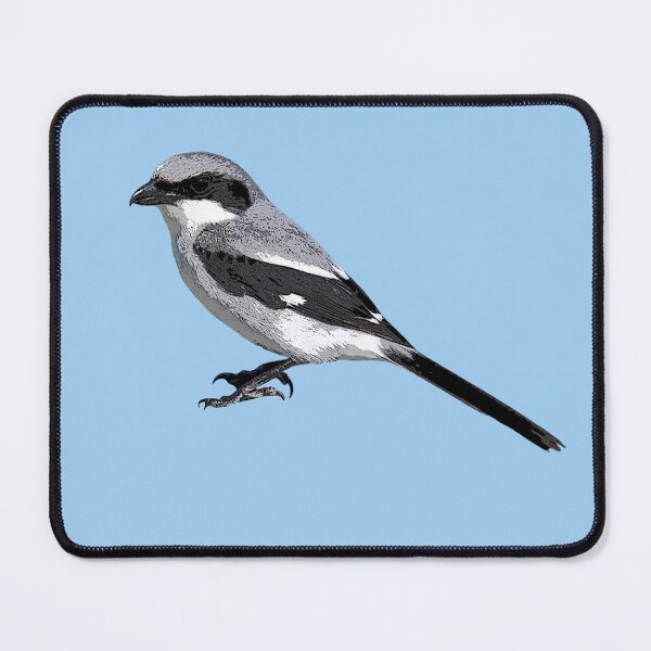 Item preview, Loggerhead Shrike Color Design  designed and sold by designsasstultd.