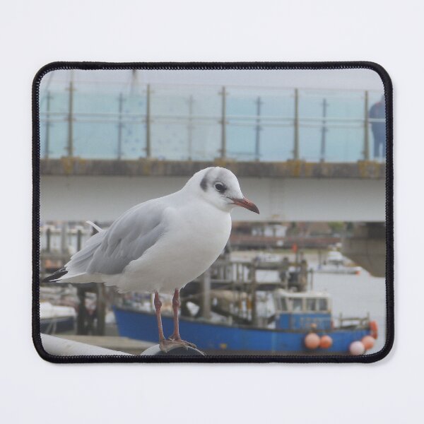 Item preview, Black-Headed Gull, Shoreham-by-Sea, West Sussex (Photo) designed and sold by mindwarp2000.