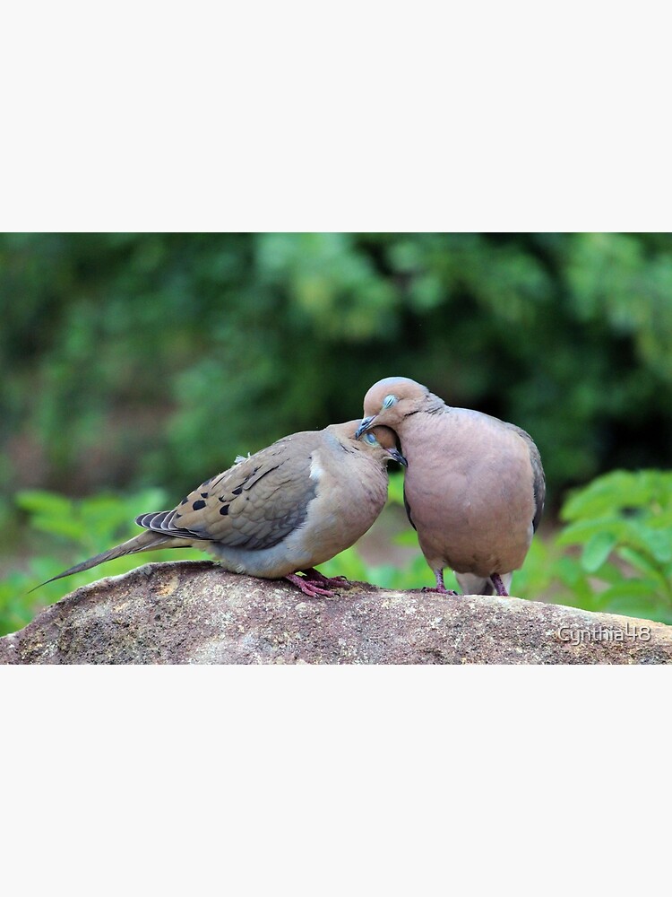 "Two Turtle Doves" Canvas Print for Sale by Cynthia48 Redbubble