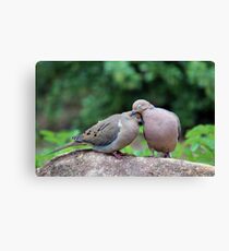 Two Turtle Doves Canvas Print