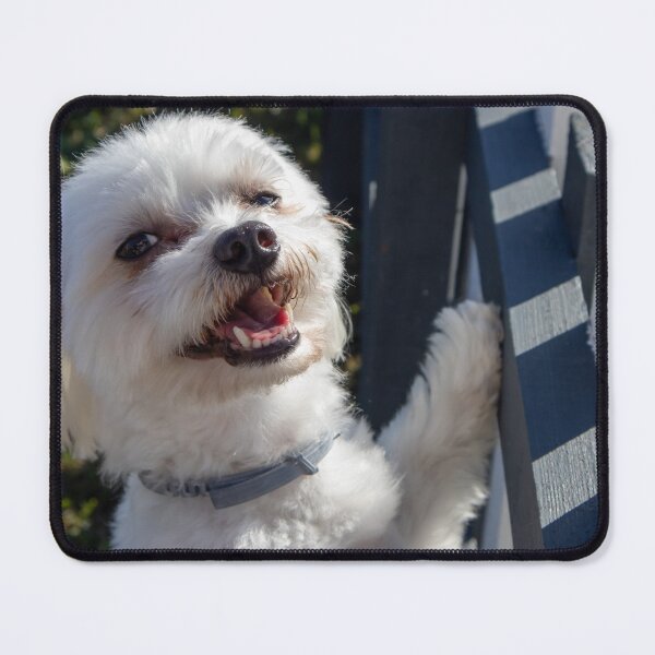 Item preview, Happy white dog in the garden designed and sold by Luka Šper.