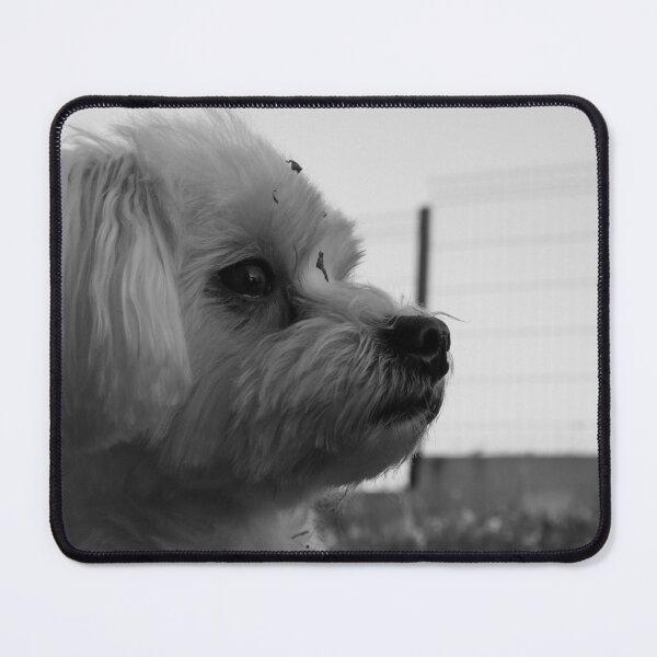 Item preview, White dog looking right designed and sold by Luka Šper.