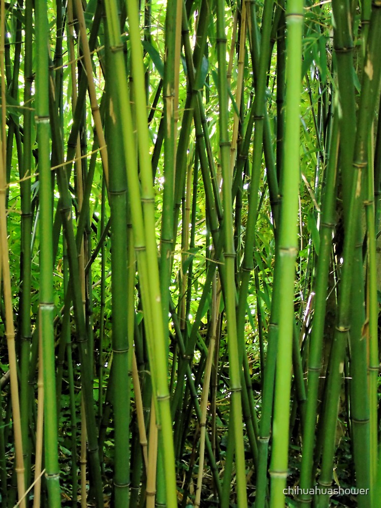 Bamboo by chihuahuashower