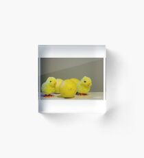 Yellow chickens and lemons. Acrylic Block