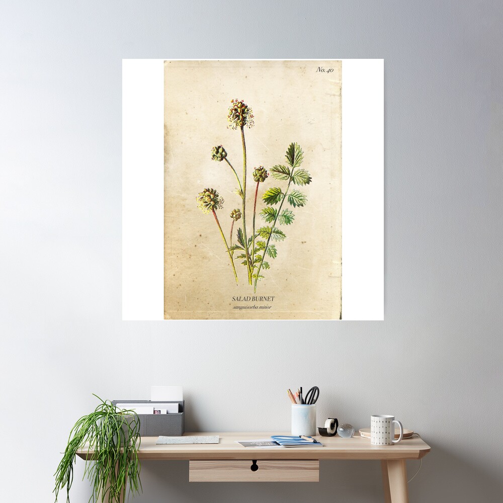 Salad Burnet Poster