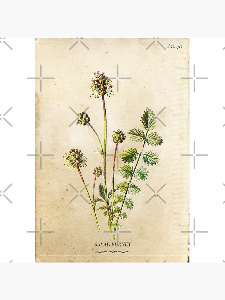 Salad Burnet by enami