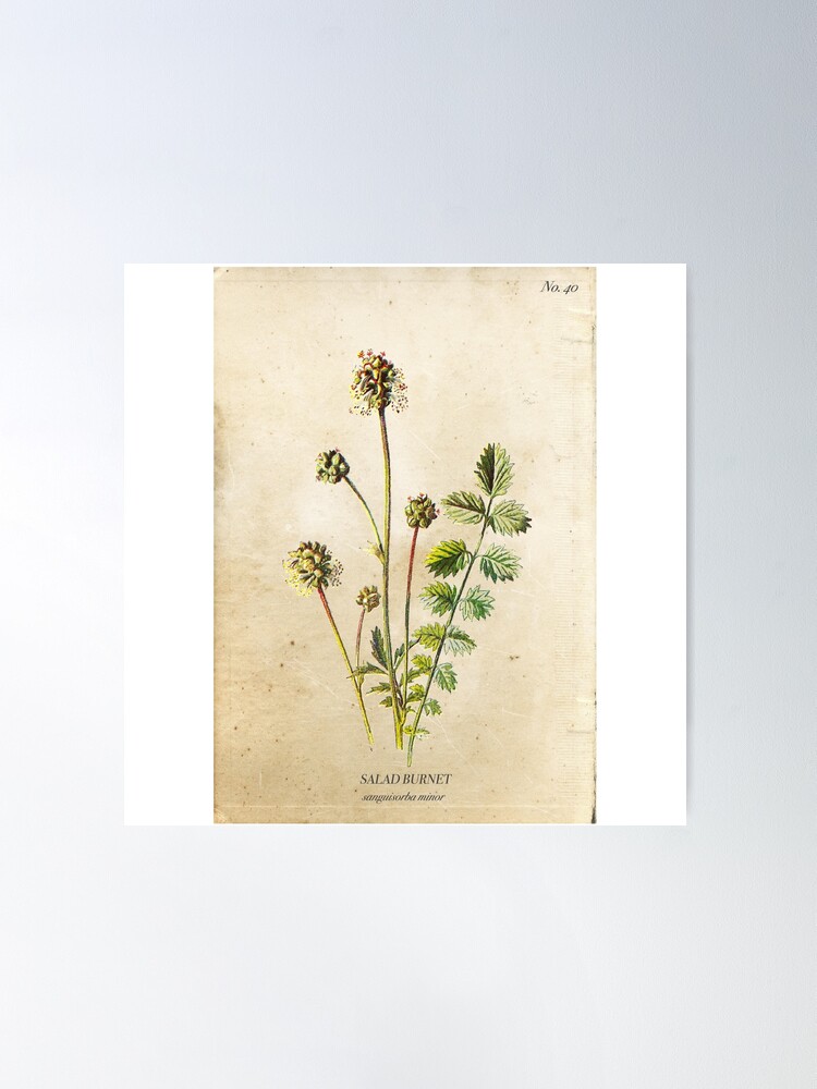 Alternate view of Salad Burnet Poster