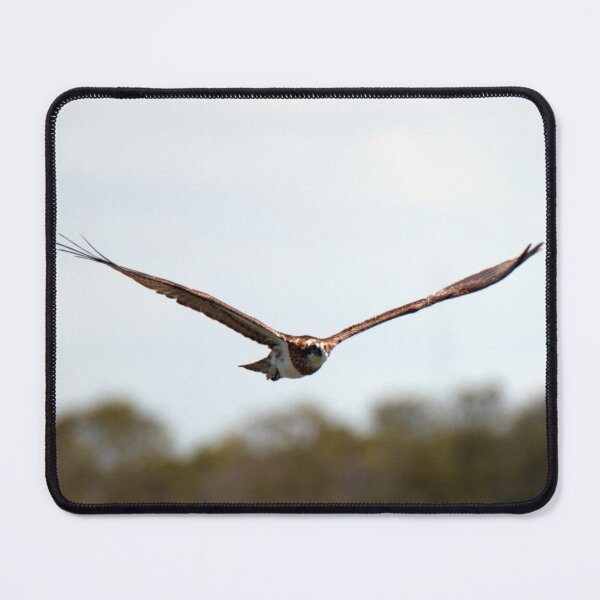 Item preview, Osprey in flight designed and sold by BirdsAlive.
