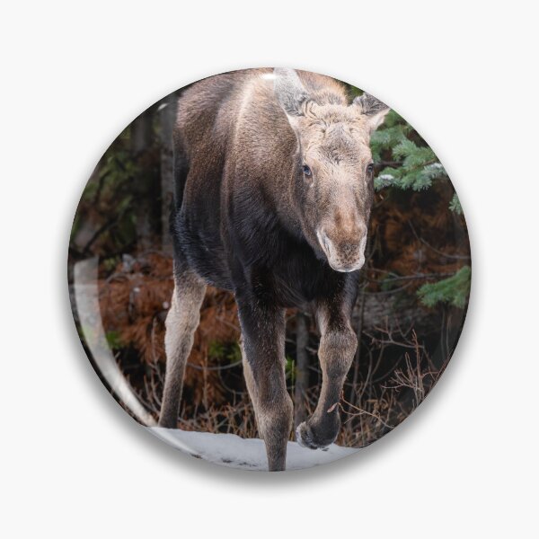 Item preview, Moose in Canada designed and sold by Kana Photography.