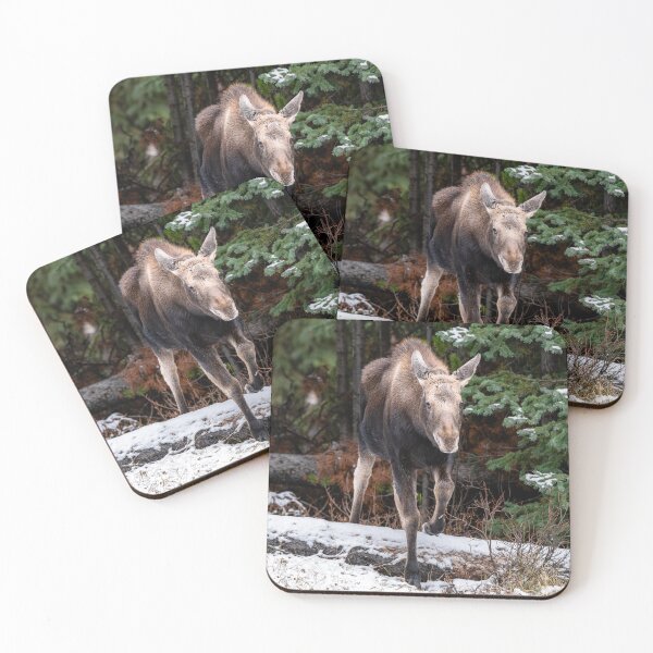 Item preview, Moose in Canada designed and sold by Kana Photography.