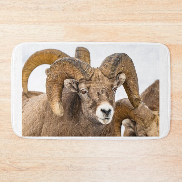 Item preview, Big Horned Sheep in Canada designed and sold by Kana Photography.
