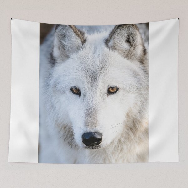 Item preview, Wolf in Canada designed and sold by Kana Photography.