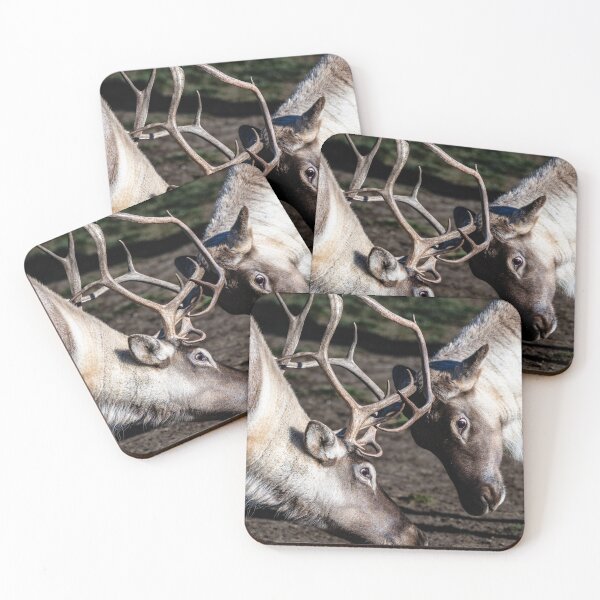 Item preview, Caribou in Canada designed and sold by Kana Photography.