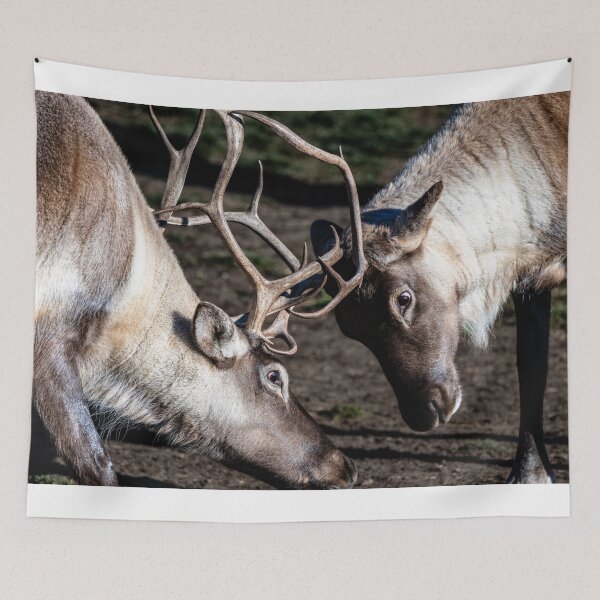 Item preview, Caribou in Canada designed and sold by Kana Photography.
