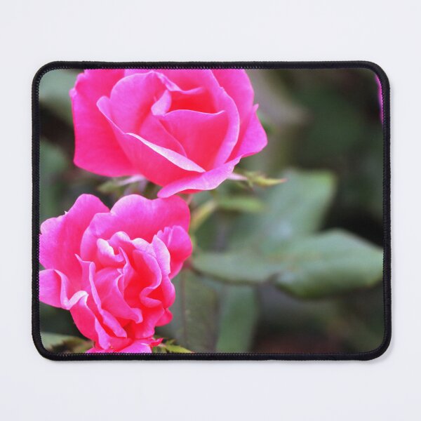 Item preview, Pink fluorescent bright colorful roses against blurred leaf green background designed and sold by Jacobs-Media.