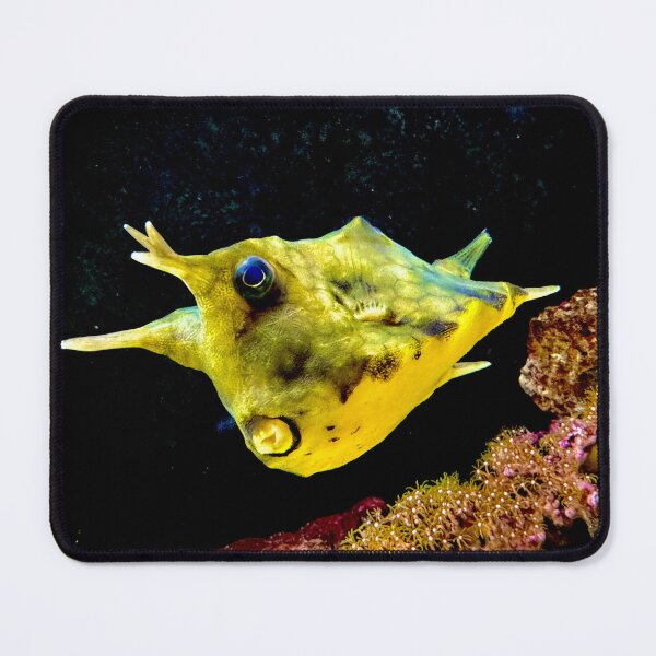 Item preview, Long Horned Cow Fish designed and sold by HEHPhotography.