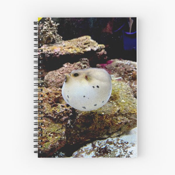 Item preview, One Angry Dogface Puffer Fish designed and sold by HEHPhotography.