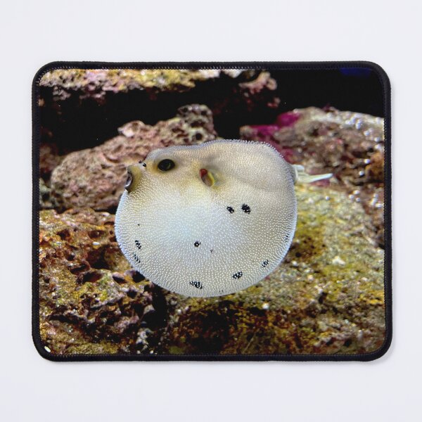 Item preview, One Angry Dogface Puffer Fish designed and sold by HEHPhotography.