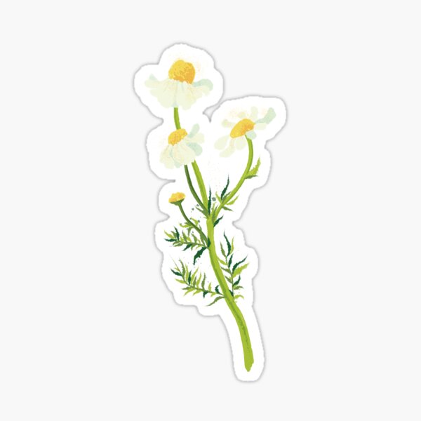 Chamomile Sticker