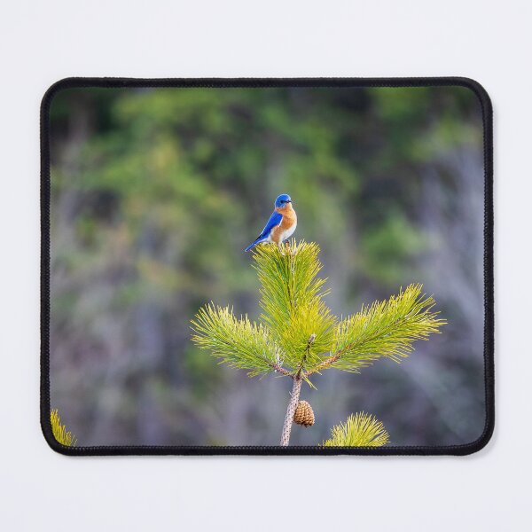 Item preview, Bluebird On Branch (Photograph) designed and sold by RealmOfImages.
