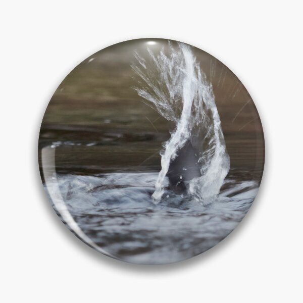 Item preview, Virtual wing. White-throated dipper designed and sold by Jouko Lehto Photography.